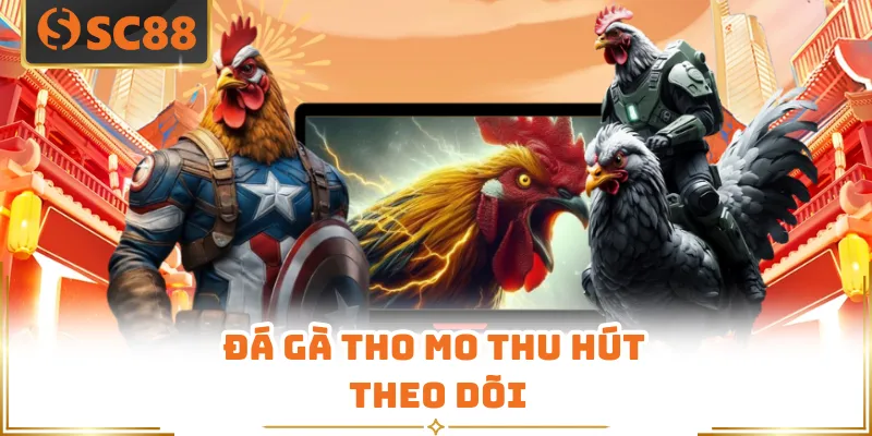 Đá gà tho mo thu hút theo dõi